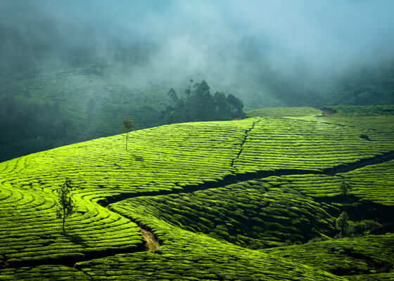 best honeymoon hotels in munnar