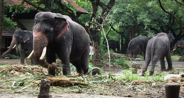 Carmelagiri Elephant Park