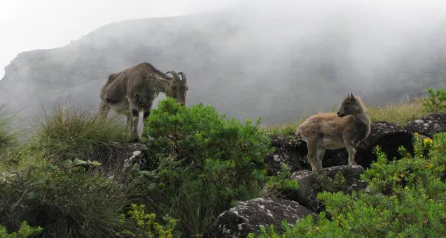 Eravikulam National Park