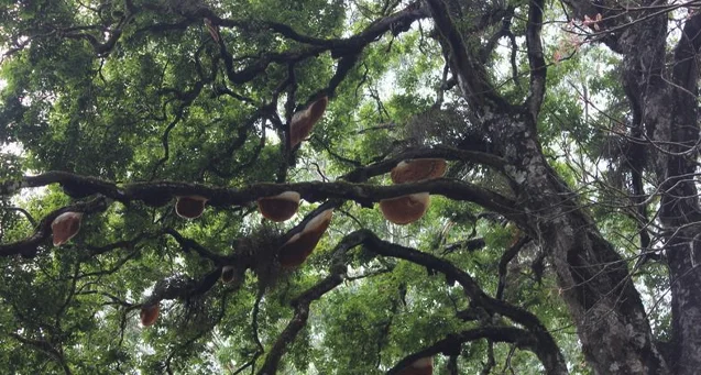 Honey Bee Tree