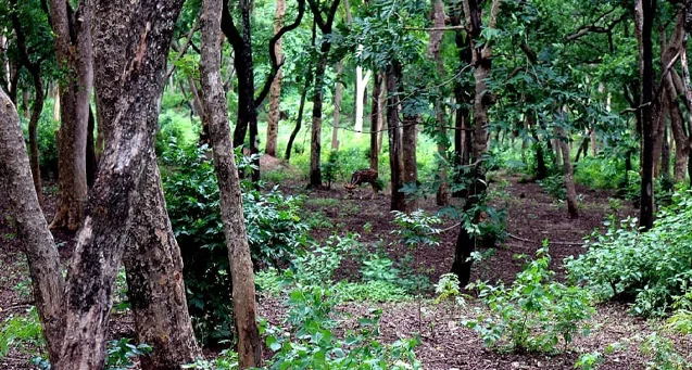 Marayoor sandal wood Forests & Terrace Farming