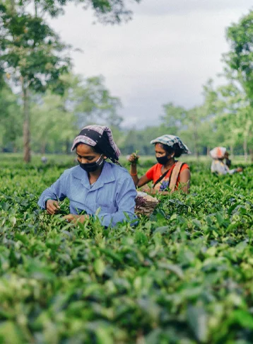 Tea plantation