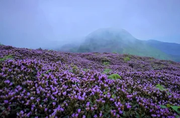 Neelakurinji flower