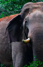 Chillikomban Elephants w