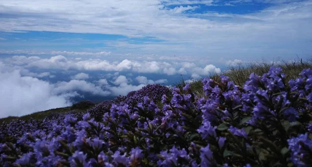 Neelakurinji