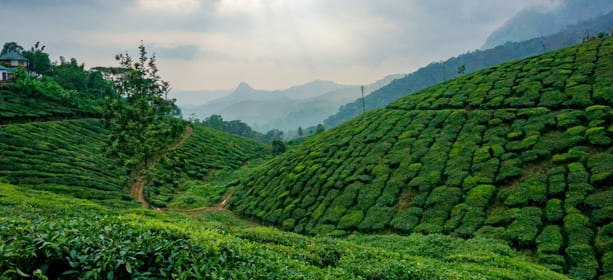 fog munnar