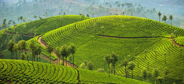 fog munnar
