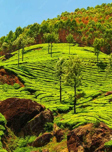 munnar greenary
