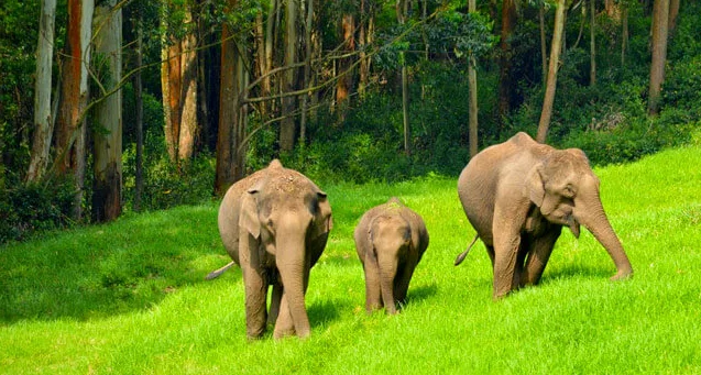 Wild Elephant arrival point