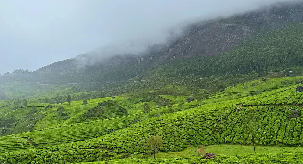 Munnar vs Ooty vs Kodaikanal: Which Hill Station Should You Choose?