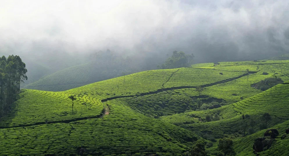 How Munnar Celebrates Christmas: A Peek into Local Traditions
