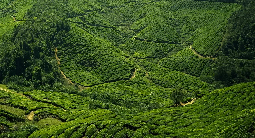 Top 10 Things to Do Near Chithirapuram, Munnar