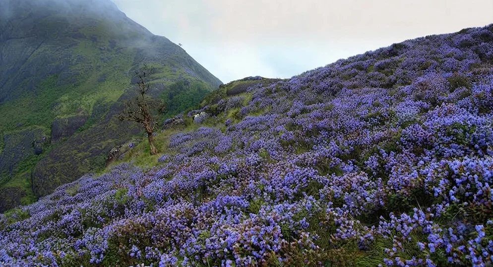 The Neelakurinji Flower: Munnar’s Once-in-12-Years Bloom