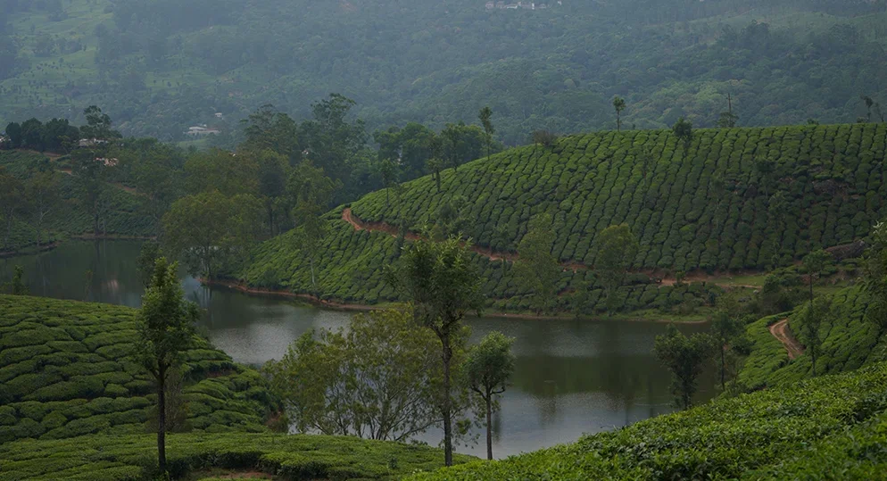 Monsoon in Munnar: Experience Nature at Its Most Beautiful