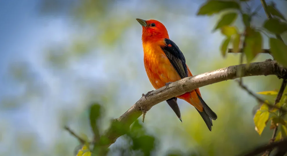 Birdwatching in Munnar: Seasonal Migrants & Rare Birds You Can Spot at The Fog