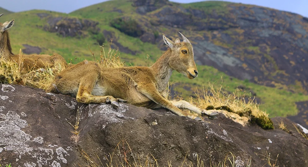 Eravikulam National Park & the Nilgiri Tahr: A Complete Visitor’s Guide