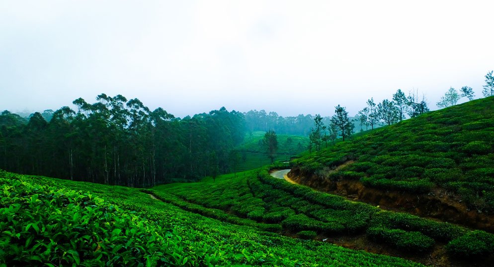 Best Time to Visit Munnar: Why Understanding the Seasons Matters