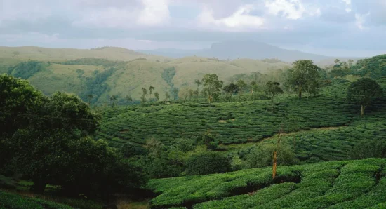 How to Reach Munnar by Road, Bus, Rail, and Air : Travel Guide
