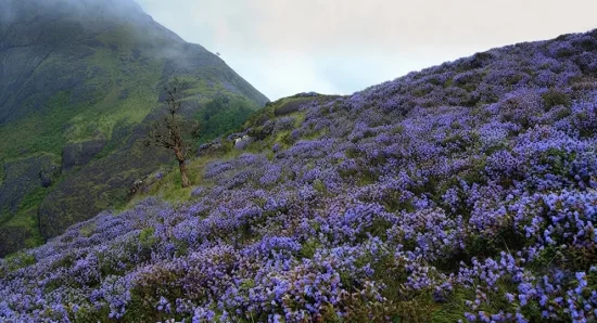 The Neelakurinji Flower: Munnar’s Once-in-12-Years Bloom