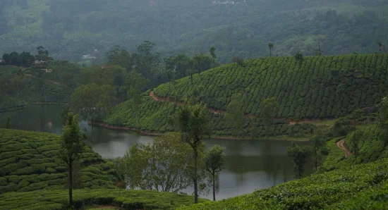 Monsoon in Munnar: Experience Nature at Its Most Beautiful