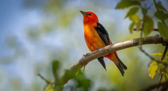 Birdwatching in Munnar: Seasonal Migrants & Rare Birds You Can Spot at The Fog