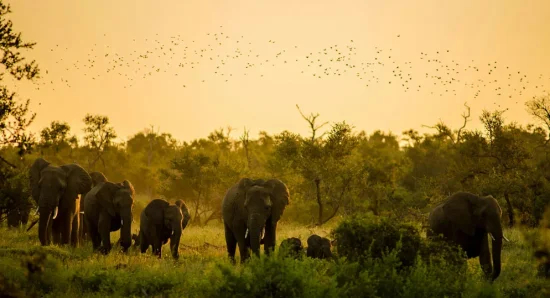 The Bliss of Spotting an Elephant While Going to Munnar