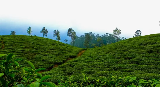 A Guide to the Tea Gardens of Munnar