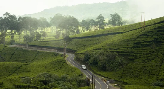 Eco-Friendly Travel in Munnar: How to Enjoy Nature Without Harming It