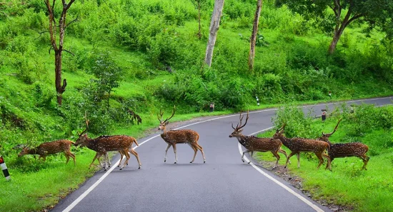 Wildlife and Nature Experiences in Munnar